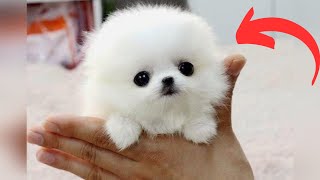 Top 10 Smallest Dog Breeds Unveiled [upl. by Neret]