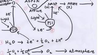 Photosynthesis [upl. by Fineman]