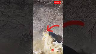 AMAZING This Angler Gets Dragged by a Giant Catfish 😱 shorts [upl. by Gaudette]