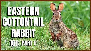 Eastern Cottontail Rabbit 101 Part 1 [upl. by Bachman803]