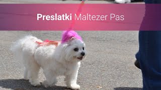 Preslatki Sićušni Maltezer Pas – Slike I Karakteristike Maltezera [upl. by Louanna697]