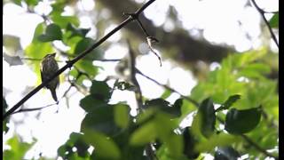 African Broadbill display [upl. by Calysta]