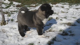 American Akita Puppies Play In The Snow [upl. by Etnoved795]