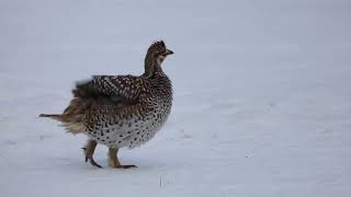 Sharp Tailed Grouse [upl. by Llerdnad]