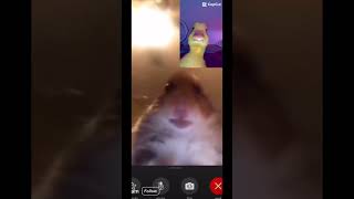 Me FaceTime with hamster 🐹 [upl. by Hudnut965]