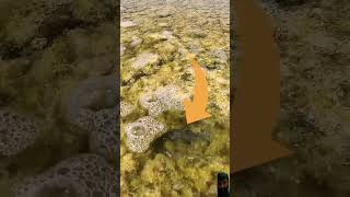 mudcrab fishing mudfish fish muddyoutdoors shark ocean animals [upl. by Subocaj]