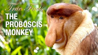 True Facts Proboscis Monkey [upl. by Akilat]