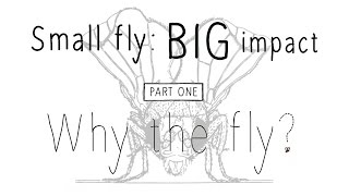 Drosophila Small fly BIG impact  Part 1 Why the fly [upl. by Sandye589]