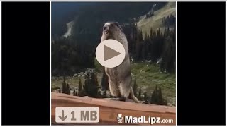 VIDEOZAPPI Video whatsapp marmotta che parla [upl. by Arnaud799]