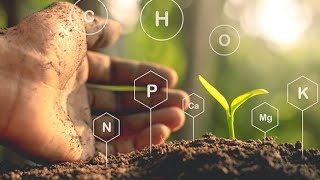 Importance of Mycorrhiza and How to mycorrhiza influence in soil fertility [upl. by Kari]