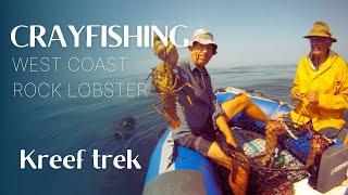 Watch how we catch crayfish in South Africa  West Coast Rock Lobster Season 20212022 [upl. by Carl]