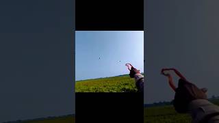 Best Flying Cattle Egret Hunting With Slingshot shorts birds hunting [upl. by Phelia]