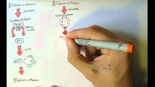 Bone Homeostasis Calcium and Phosphate Hormones [upl. by Henrique]