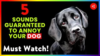 5 Sounds Guaranteed to Annoy Your Dog Must Watch [upl. by Nnagrom]