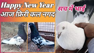 High Flyer Pigeons For Sale  New Year Special Offer  मेरी तरफ से 3 कबुतर फ्रिरी [upl. by Teddman]