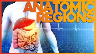 The Easiest Way to Learn Anatomical Regions  Corporis [upl. by Anaihr]