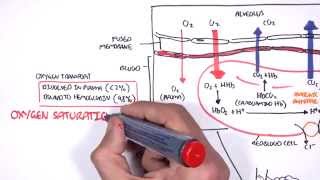 Respiration Gas Exchange [upl. by Doscher]