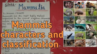 Class Mammalia  Characters and Classification notes explain in hindi [upl. by Mehala]