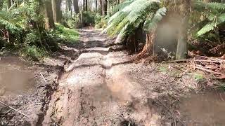 Toolangi Rainforest  Narbethong Black Spur Hotel [upl. by Yecam262]