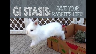 GI Stasis Save your Rabbits Life [upl. by Cleodel424]