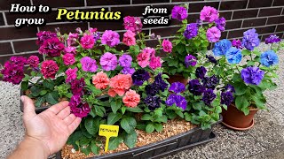 Growing Petunia Flowers from Seed  Step by Step [upl. by Eseilanna168]