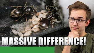 THE NANITICS HAVE ARRIVED MOSTLY  The 2020 Lasius Niger Experiment Update 3  Ant Holleufer [upl. by Potash]