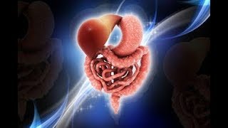 Mechanism Secretion in Small and Large Intestine  Digestive System [upl. by Hcurab]