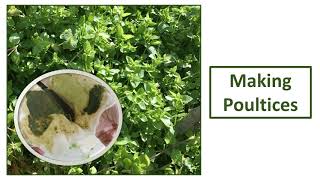 How to Make Poultices from fresh and dried herbs [upl. by Feodora]