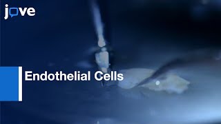 Endothelial Cells Isolation and Culture from Forebrain  Protocol Preview [upl. by Ogdon]