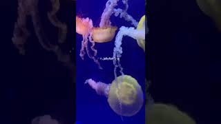 I love jellyfish so much I wish to become one  song name asleep among endives by Ichiko aoba [upl. by Jermain]