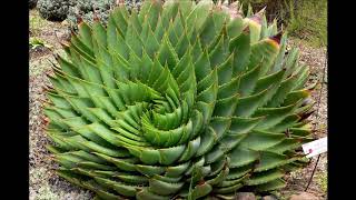 Aloe polyphylla [upl. by Abramson]