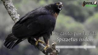 Un canto por la vida quotSpizaetus isidoriquot [upl. by Annodal58]