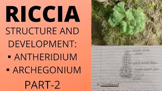 RICCIASTRUCTURE OF ANTHERIDIUM AND ARCHEGONIUMFERTILIZATIONReproductionbotany bsc [upl. by Darees56]