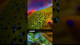 Facts About  Box Fish  Yellow Boxfish 🐟 shorts fishfacts [upl. by Marco573]