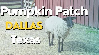 Asi son los Pumpkin Patch en Texas [upl. by Gregor]