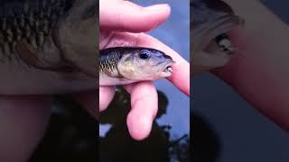 Fall creek fishing flyfishingonly creekfishing flyfishing fush [upl. by Bowles]