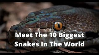 Slithering Giants Top 10 Terrifying Snakes Ever Discovered Biggest snake [upl. by Maker]