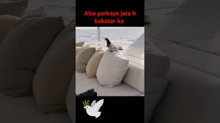 Aisa tarand kare ki koi bhi jagah ho kabotar pas aa jaye 🕊️🕊️🕊️status bird subscribe shorts [upl. by Joan700]