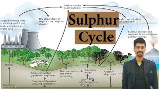 Sulphur cycle  Environment amp Ecology [upl. by Annaig42]