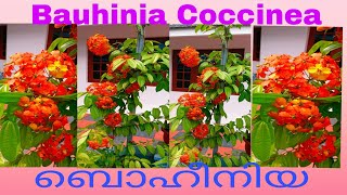 Bauhinia CoccineaBauhinia CocciniaBeautiful Western Red Trailing Vine Flower plant BauhiniaCaring [upl. by Peti]