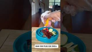 Dog feeding ASMR dogfeeding rawfed xlbully pitbulldog dogfood dogfoodrecipe [upl. by Miksen]