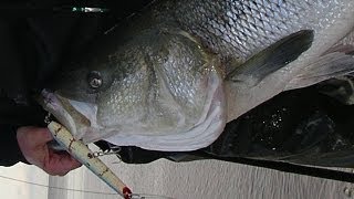 Striped Bass Fishing with Plugs  Gibbs Pencil Poppers [upl. by Nylauqcaj]