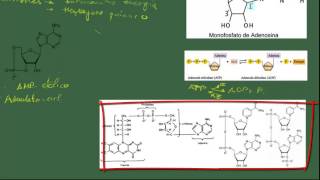 Biología 2 Bach Tema 6 Ácidos nucleicos nucleótidos y ADN [upl. by Gratia]