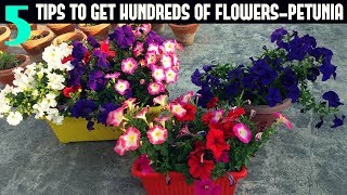 How to Keep your Petunias Looking Full and Flowering PETUNIA CARE [upl. by Eimaral90]