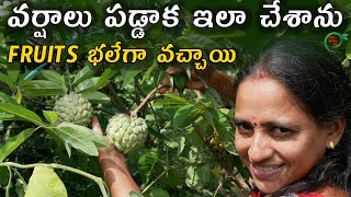 వర్షాలు పడ్డాక ఇలా చేశాను FRUITS భలేగా వచ్చాయి  TELUGU GARDEN VLOG [upl. by Bigner879]