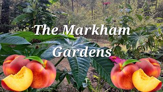 Planting a Peach Tree in Fall Here’s How to Do It Right TheMarkhamGardens [upl. by Marcoux292]