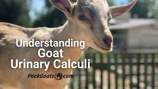 Understanding Goat Urinary Calculi Symptoms and Treatment [upl. by Hanahs]