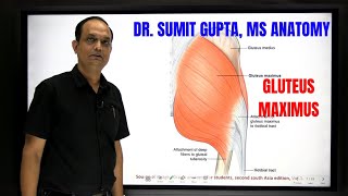 GLUTEUS MAXIMUS MUSCLE [upl. by Eladal]