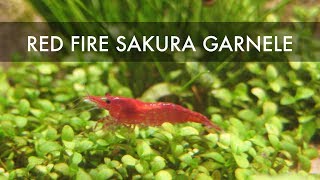 Red Fire Sakura Garnele  Neocaridina davidi shrimps [upl. by Latrina274]