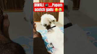 Papam Scotch Gadu 😔😭… diwali2024 shorts dogs [upl. by Parshall]